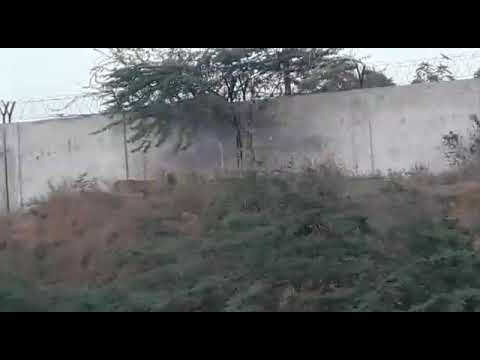 Leopard Caught On Camera In Dhuvaran || by Mirza Mohammed