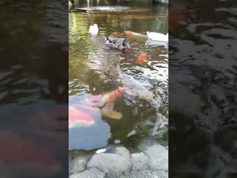 アヒルと野生のアヒルの好きな食べ物は何ですか?どれを避けるべきでしょうか?  庭園