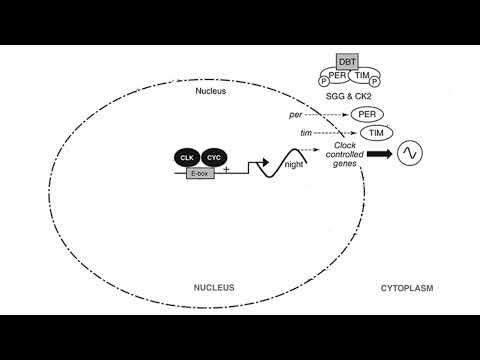 Molecular Circadian Clock: video 3