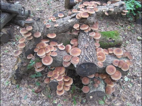 How To Grow Mushrooms on Logs- Log Inoculation at Mushroom Mountain