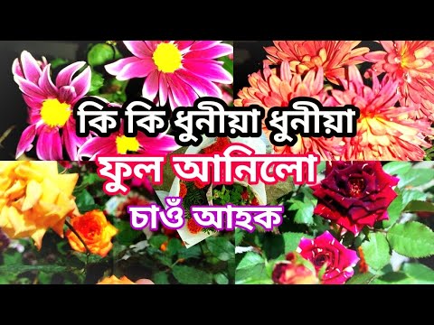 my New flower collection 😊@AnanyaBuragohainVlogs