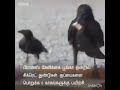 Crow Status Wishes369Status