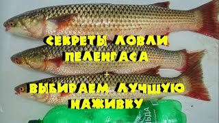 Ловля пеленгаса на дону 2019