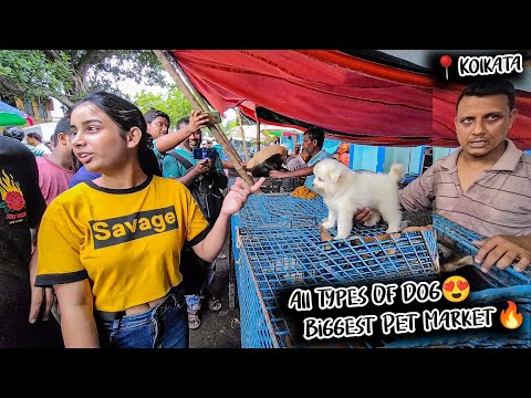 Cheap Price Dog In Kolkata | Gallif Street Pet Market Kolkata | Recent Dog Puppy Price Update | Dogs