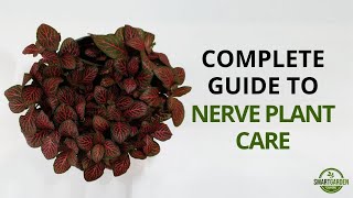 Nerve Plant Care - Complete Guide To Growing Fittonia Houseplants