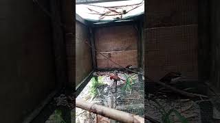 Download lagu beternak burung cucak kopi, sudah mulai buat sarang @suorokicau8441 mp3 Download lagu beternak burung cucak kopi, sudah mulai buat sarang @suorokicau8441 mp3