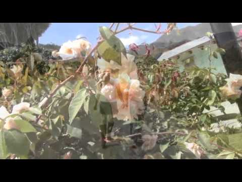 LOS NUEVOS IDOLOS DEL NORTE - AMOR DE QUINCEAÑERA