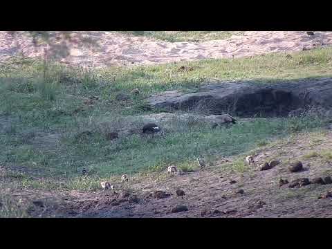 Djuma: Egyptian Goose family - 14:06 - 10/13/2022
