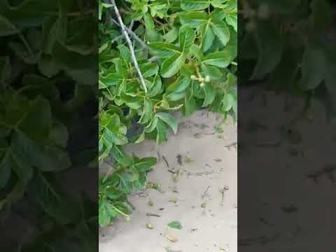 Gentio do Ouro: Corte de um pé de pequi revolta comunidade