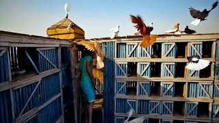 Uzgajivači golubova u Kairu (Egipat)