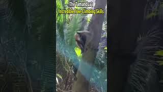 The Tamandua's Incredible Tree Climbing Skills
