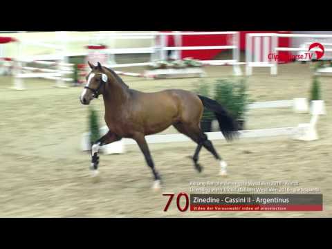 70  Zinedine - Cassini II - Argentinus