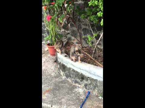 Cats in Rose Garden, Palao