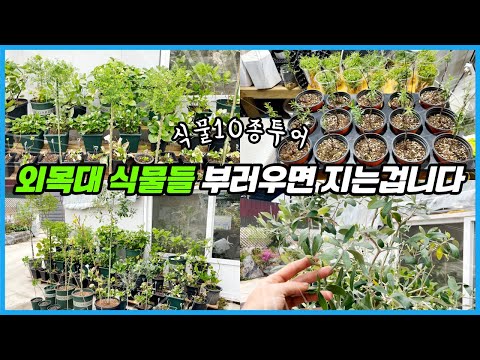 이 식물도 외목대로 키운다고?? 나의 아름다운 외목대 식물들!! 이 식물도 외목대로 키운다고?? 나의 아름다운 외목대 식물들!!