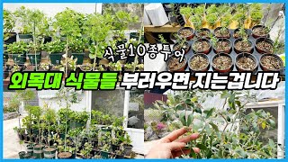 이 식물도 외목대로 키운다고?? 나의 아름다운 외목대 식물들!!