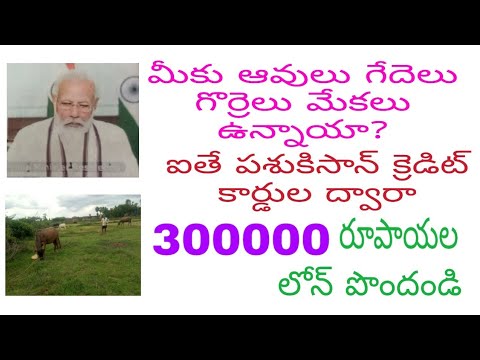 Pashu kisan credit cards