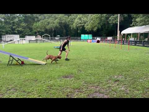 Rocky & Abigail Crisanto standard USDAA at home