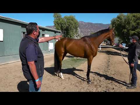 Horse trainer Phil D' Amato talks about a Thoroughbreds overall conformation.