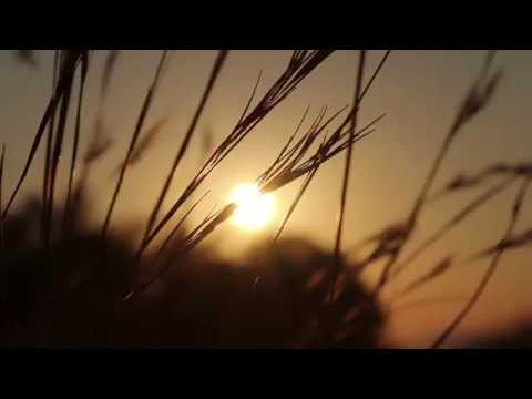 Sunrise through Tall Grass Blowing in the Wind - Royalty Free HD Stock Video Footage