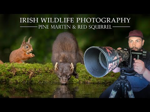 Irish Wildlife Photography - Pine Martin & Red Squirrel. Nikon D7500 (Sigma 150-600mm Contemporary)