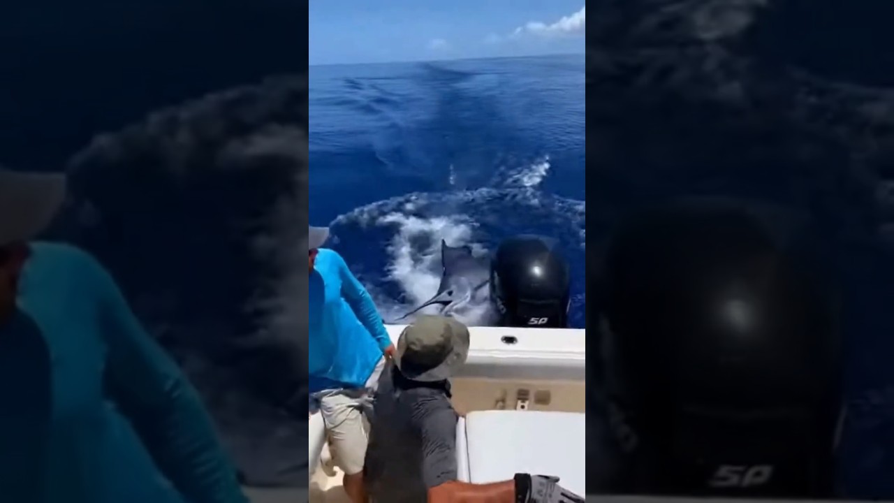 Swordfish crashes into fishing boat  낚시 보트로 뛰어든 황새치… 바다에 혼란이 몰아치다! カジキが漁船に衝突…海上は混乱に包まれる