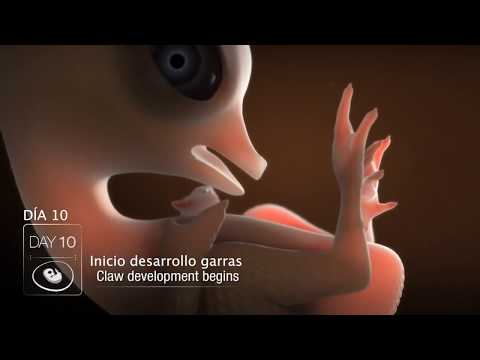 Fotograma del vídeo: Desarrollo embrionario de un pollito desde el embrión hasta su eclosión