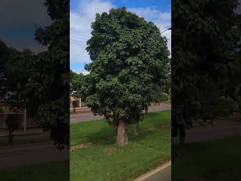 Passando pela cidade de Alexânia-GO