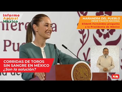 🐂 Corridas de Toros Sin Muerte en México: ¿Están libres de violencia? 🚨