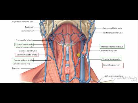 vessels deep to sternomastoid 1