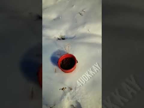 ВИДЕОФАКТ. Житель якутского села собрал ведро смородины в ноябре