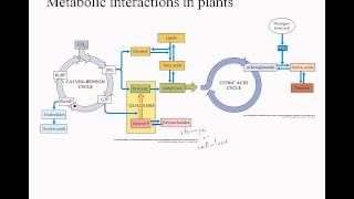 3 09 carbonfixation metabolism