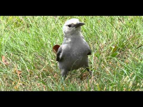 download lagu mp3 mp4 Clarks Nutcracker, download lagu Clarks Nutcracker gratis, unduh video klip Clarks Nutcracker