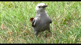 Clark's Nutcracker