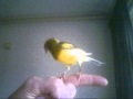 Superstar Canary