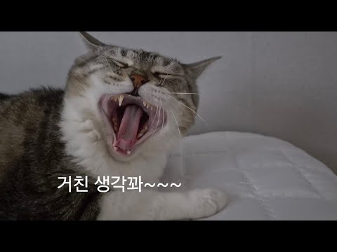휴식중인 귀여운 고양이