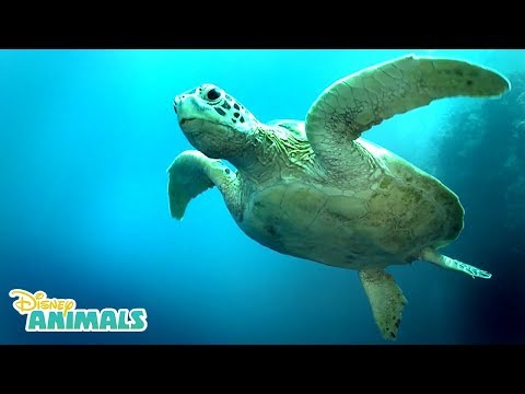 Sea Turtles ???? | Disney Animals | Disney Junior