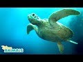 Sea Turtles 🐢 | Disney Animals | Disney Junior