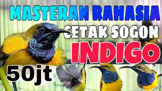 Download lagu MASTERAN SOGON INDIGO FULL TEMBAKAN  PANJANG mp3