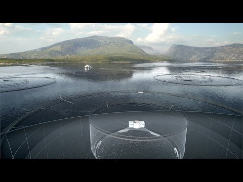 iFarm - Individualized aquaculture