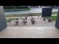 Local Wildlife Visiting Crested Pigeons