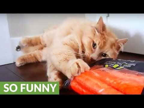 Weirdo cat has strange obsession with carrots