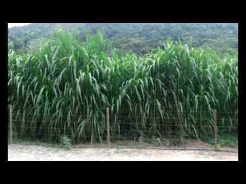 Conheça o Capiaçu: o capim que produz mais de cem toneladas por hectare