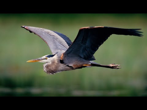 "Great Blue Heron: Elegant and Stately Giant of the Wetlands"