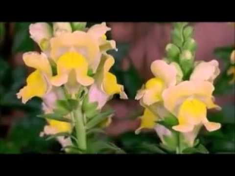 Prece de Amor( Emmanuel )adaptada e Cantada por Elizabete Lacerda❤️