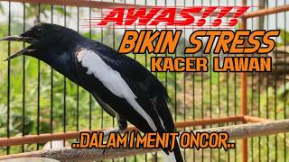 Download lagu Suara Burung Kacer Bikin Lawan Emosi Gacor, Pancingan Kacer Agar Cepat Emosi Gacor mp3 Download lagu Suara Burung Kacer Bikin Lawan Emosi Gacor, Pancingan Kacer Agar Cepat Emosi Gacor mp3