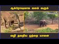 ஆக்ரோஷமாக வலம் வரும் வழி தவறிய ஒற்றை யானை elephant dinamalar