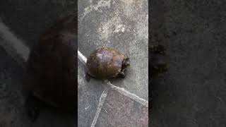 Box Turtle Reptiles Videos