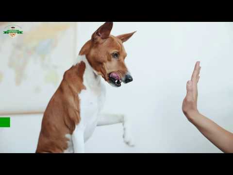 Dog Facts - When Do Dogs Mature? Does Maturity Differ Between Small Dogs and Big Dogs?