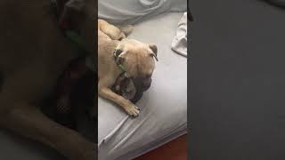 Video preview image #1 Chug Puppy For Sale in Valrico, FL, USA