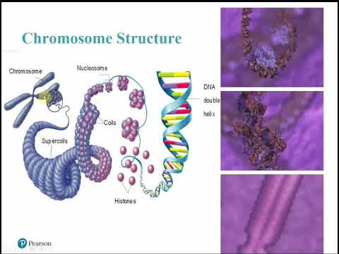 2117 Chapter 4 Part A - Functional Anatomy of Prokaryotic and Eukaryotic Cells